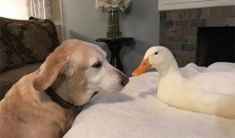 爆料吃瓜鸭鸭视频下载,热门爆料背后的下载攻略